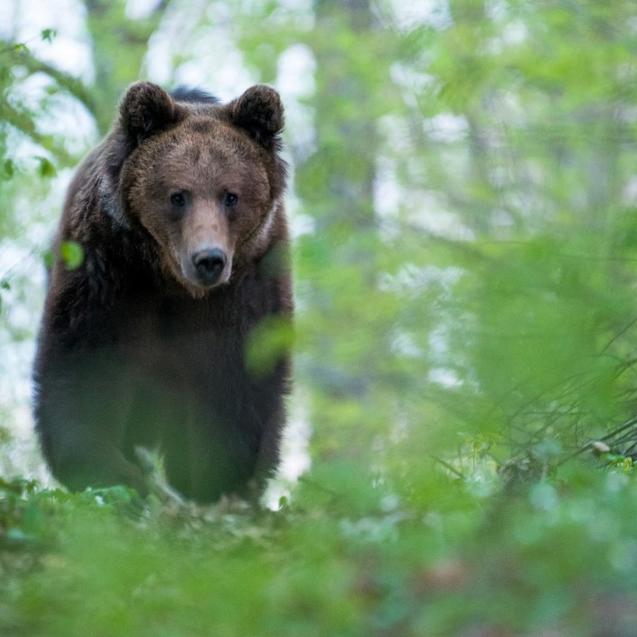 Un ours brun se déplace dans la forêt, en Slovaquie. [AFP - Biosphoto / Ervin Horesnyik]