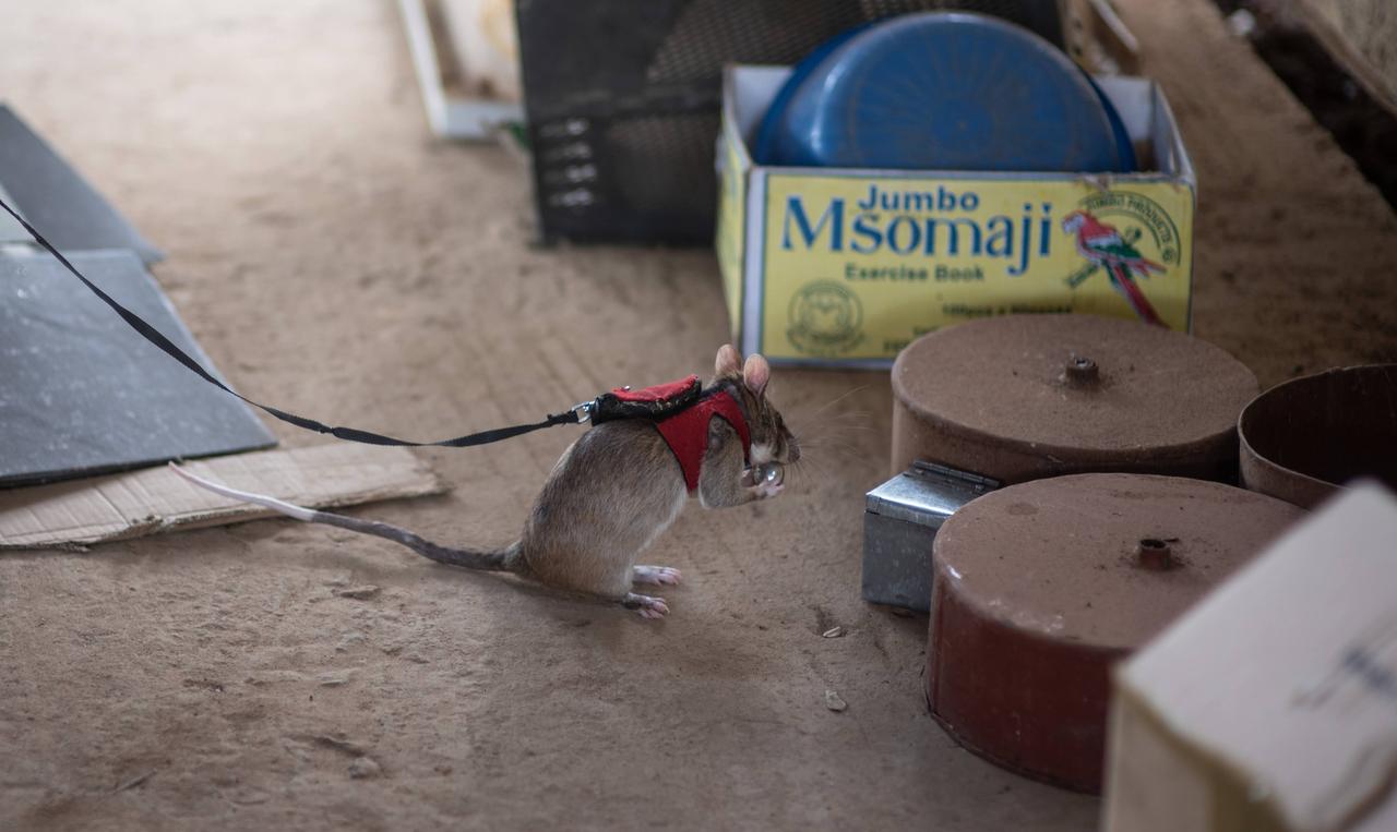 Dès qu’ils ont repéré une odeur suspecte, les rats géants activent une clochette autour de leur cou. [APOPO - Maria Anna Caneva Saccardo Cater]