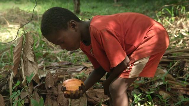 Dans le village de Mfenibu, au Ghana, Ebenezer, huit ans, transporte des cabosses de cacao. [SRF - Capture d'écran de l'émission "Rundschau"]