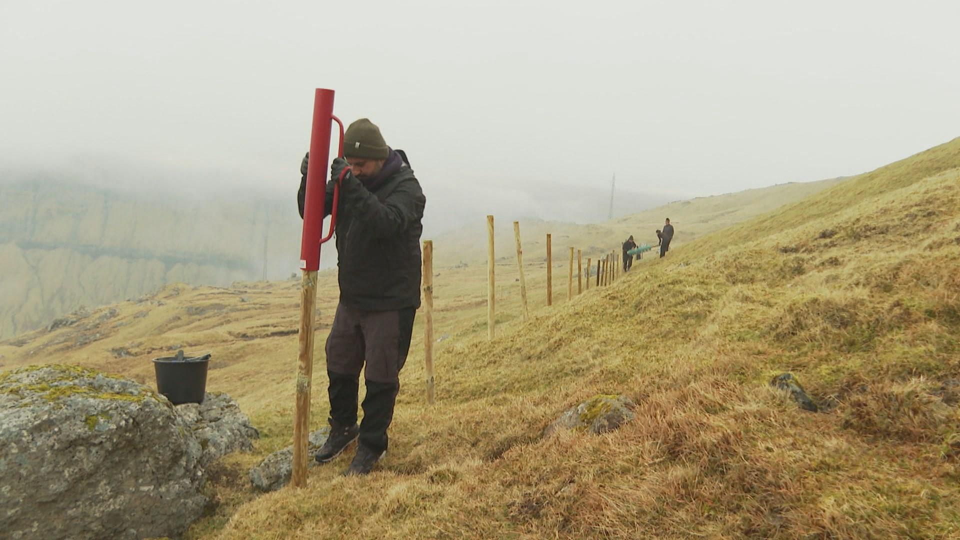 Les volontaires posent des clôtures pour empêcher les moutons d'entrer sur un terrain protégé. [RTS]