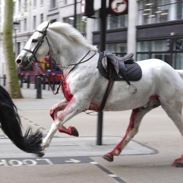 Des chevaux en cavale en plein centre de Londres [Keystone]
