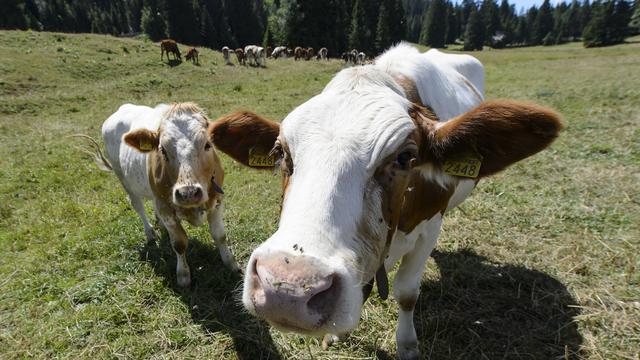 Au total, 11 millions seront investis dans Créalait, un projet pour soutenir l'industrie laitière jurassienne. [Keystone - Jean-Christophe Bott]