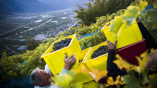 En situation difficile, les vignerons craignent de vendanger à perte. [Keystone - Jean-Christophe Bott]