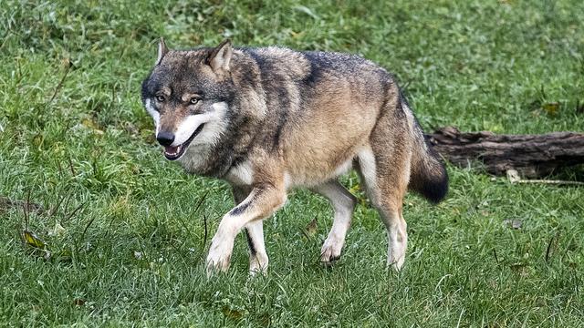 Les loups récidivistes seront abattus dans les Grisons et en Valais. [Keystone - Alexandra Wey]