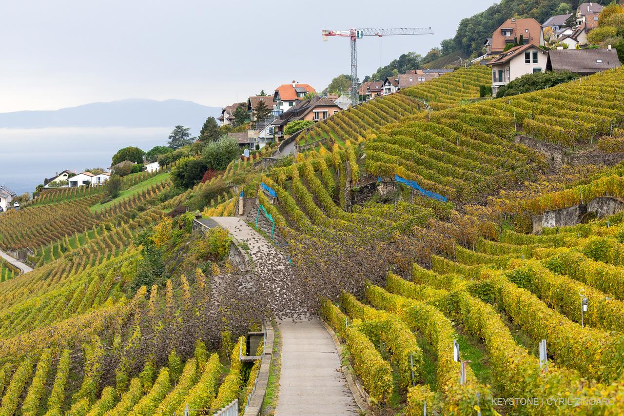 Des étourneaux volent au ras-du-sol, juste au-dessus des vignes, le 15 octobre 2024 à Chardonne (Vaud). [KEYSTONE - CYRIL ZINGARO]