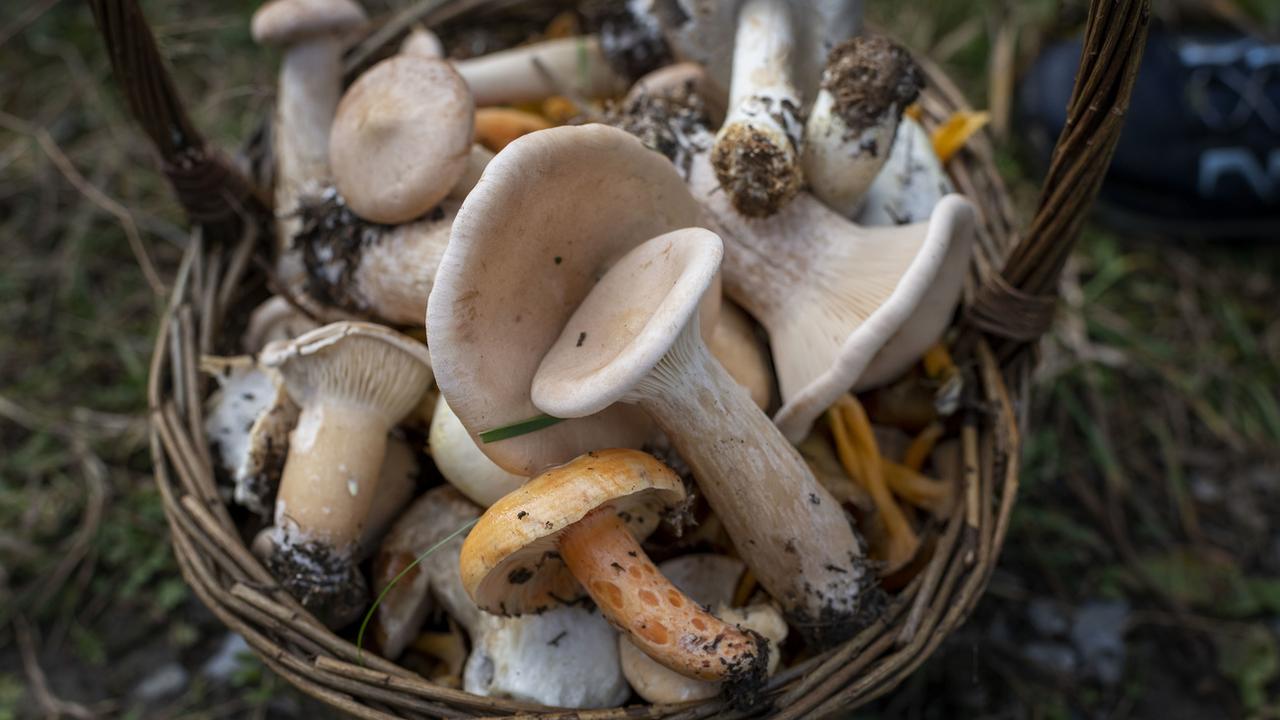 Bienne revient bredouille de sa chasse aux contrôleurs de champignons, le service ne sera pas assuré en 2024. [KEYSTONE - CHRISTIAN BEUTLER]