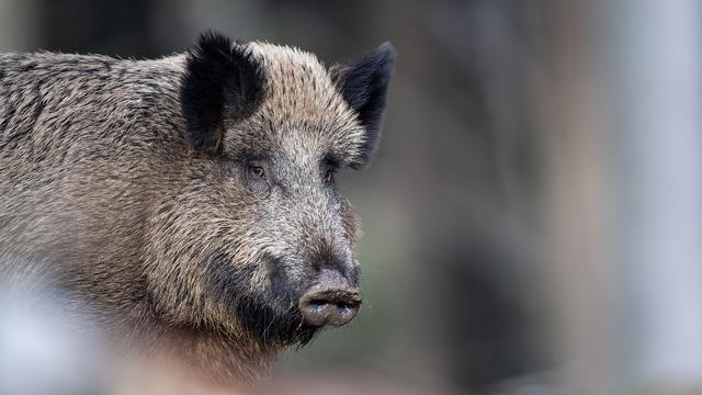 Un sanglier se tient sur un plateau dans la forêt, en Allemagne. (image d'illustration) [KEYSTONE - LINO MIRGELER]