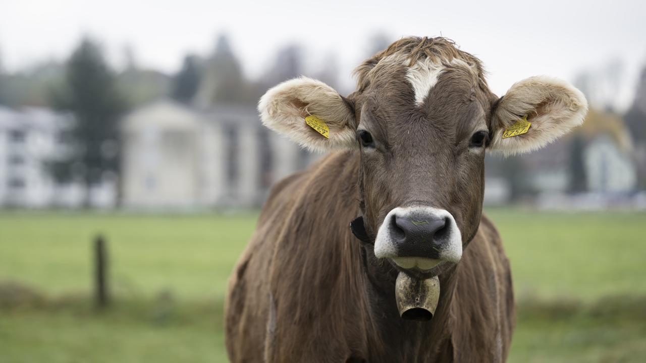 A Aarwangen, dans le canton de Berne, une plainte a été déposée au début de l'année à cause du "tapage" nocturne d'un troupeau d'une quinzaine de vaches et de leurs cloches. [Keystone - Anthony Anex]