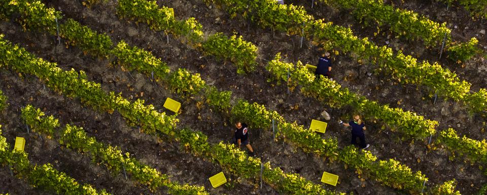 Près de 200 Portugais sont attendus  à Genève pour la saison des effeuilles [Image prétexte]. [Keystone - Valentin Flauraud]