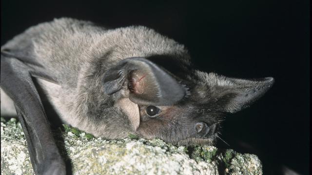 Un Molosse de Cestoni, l'une des plus grandes chauves-souris d'Europe, capturée à Genève [AFP - Arthur L./Leemage]