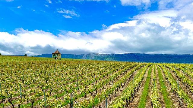 Vue sur le site de Bourdigny dans la commune de Satigny à Genève. [Wikimedia Commons]