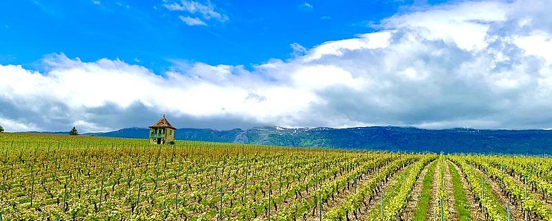 Vue sur le site de Bourdigny dans la commune de Satigny à Genève. [Wikimedia Commons]