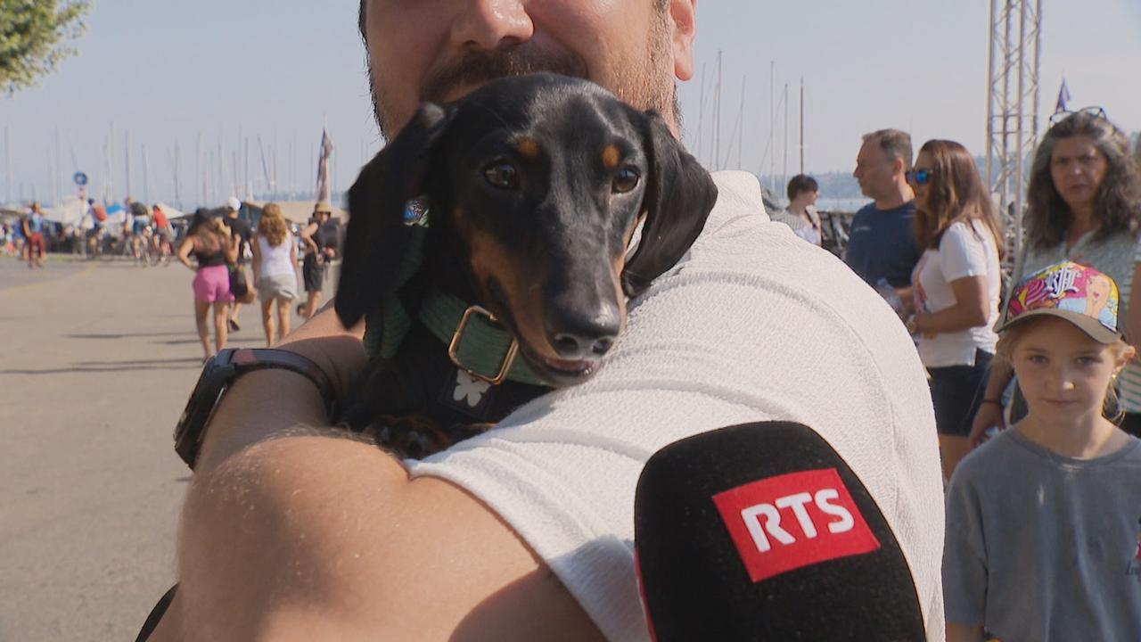 Un chien participant à la première "Teckel Walk" à Genève s'exprime au micro de la RTS.