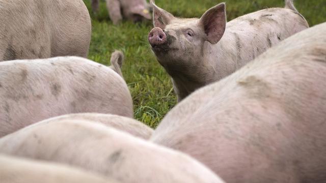 Un élevage de porcs. [Keystone - Melanie Duchene]