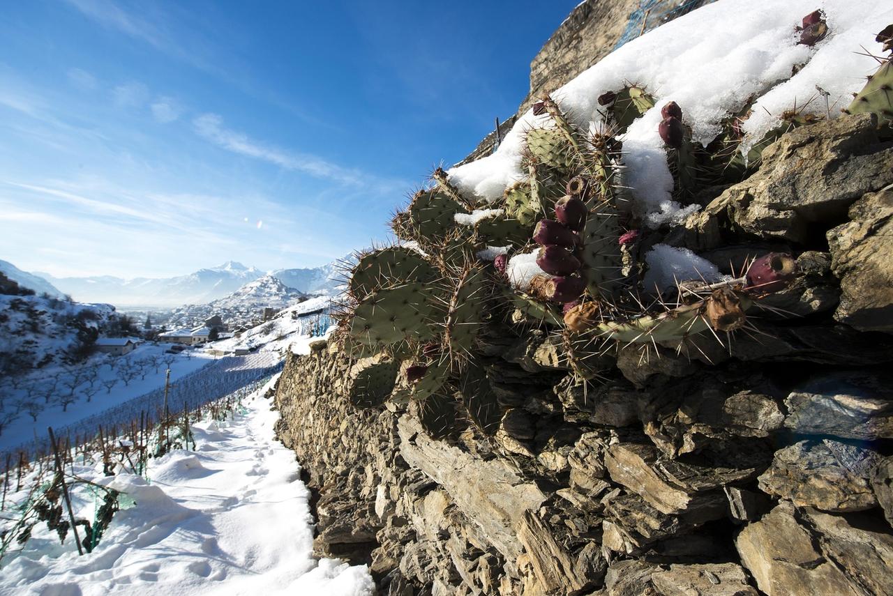 Certains cactus envahissants se plaisent sur les reliefs valaisans. [Keystone - Olivier Maire]