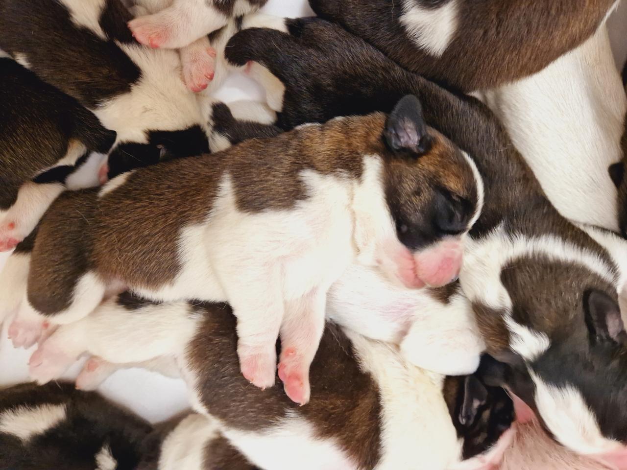 Les chiots Saint-Bernard, cinq femelles et six mâles, ont vu le jour le 19 avril 2023 [Fondation Barry - Déborah Dini]