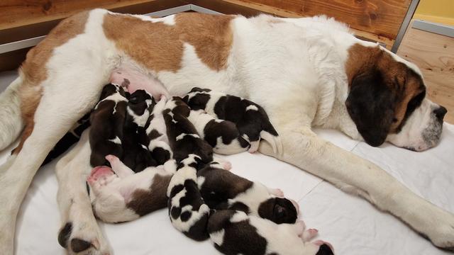 La jeune chienne "Finesse" a donné naissance à onze chiots [Fondation Barry - Déborah Dini]