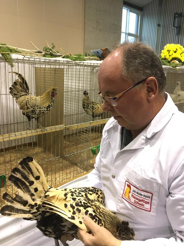 Yves Sahli, membre du jury du concours d'aviculture d'Etoy avec un coq [RTS - Sandra Zimmerli]