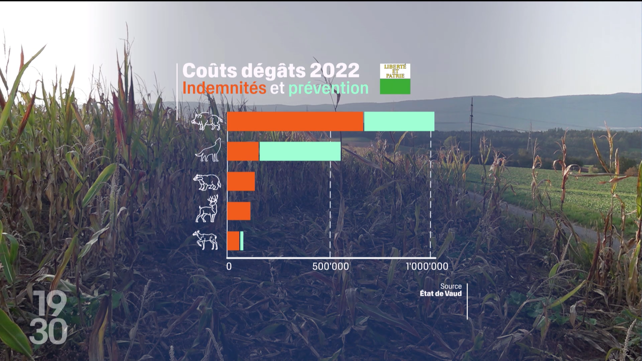 Le sanglier cause de nombreux dégâts dans le canton de Vaud, le plus touché de Suisse