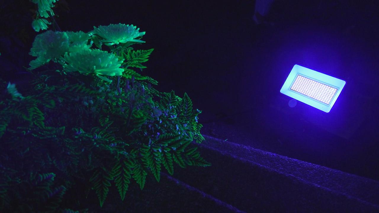 Une plante s'illumine sous l'effet de la lumière ultraviolette. [RTS]