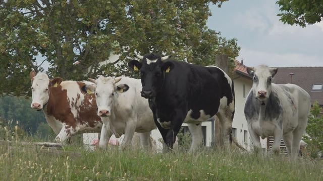 Depuis le 30 mai, les vaches ne s'approchent plus de l'éleveur. [RTS]