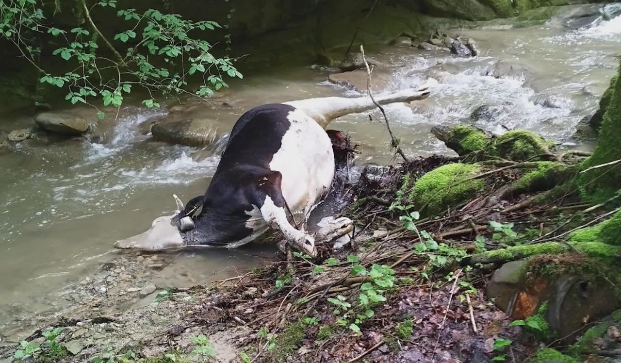 Fin mai, l'éleveur découvre deux de ses vaches dans un ravin. [RTS]