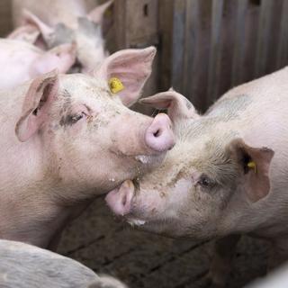 Les produits transformés à base de cochon sont aptes à être présents dans les cathédrales françaises, selon le Ministère de la Culture. [Keystone - Cyril Zingaro]