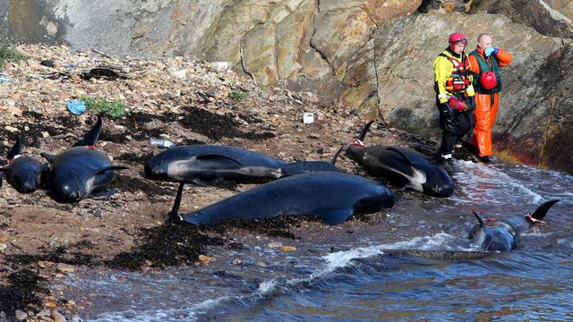 26 baleines pilotes se sont échouées  dimanche sur la côte est de l'Ecosse. [Keystone - Andrew Milligan]