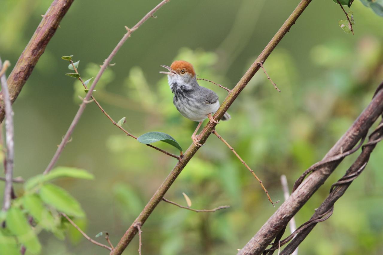 La Couturière à col noir du Cambodge (Orthotomus chaktomuk) avait été repérée pour la première fois Phnom Penh en 2009, mais il a fallu des tests ultérieurs pour la reconnaître officiellement comme nouvelle espèce. [Birdtour Asia - ©James Eaton]