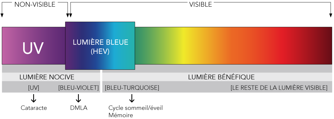 Dans le spectre lumineux, la lumière bleue se trouve près des UV. [RTS]