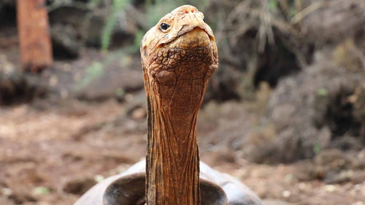 La tortue découverte pourrait être de la même espèce que feu George le Solitaire [Image prétexte] [EPA - Galapagos National Park]