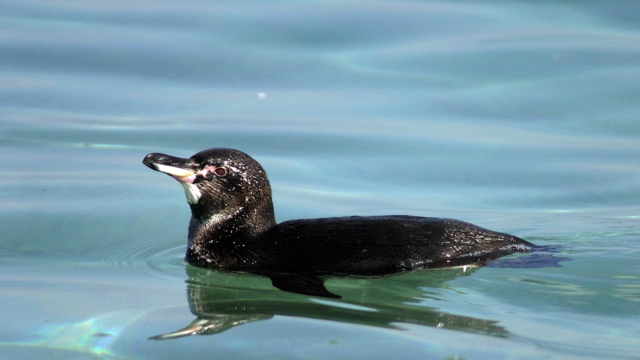 Un pingouin des Galápagos (Spheniscus mendiculus) nageant sur l'île Isabela. [DR - Wikipedia]