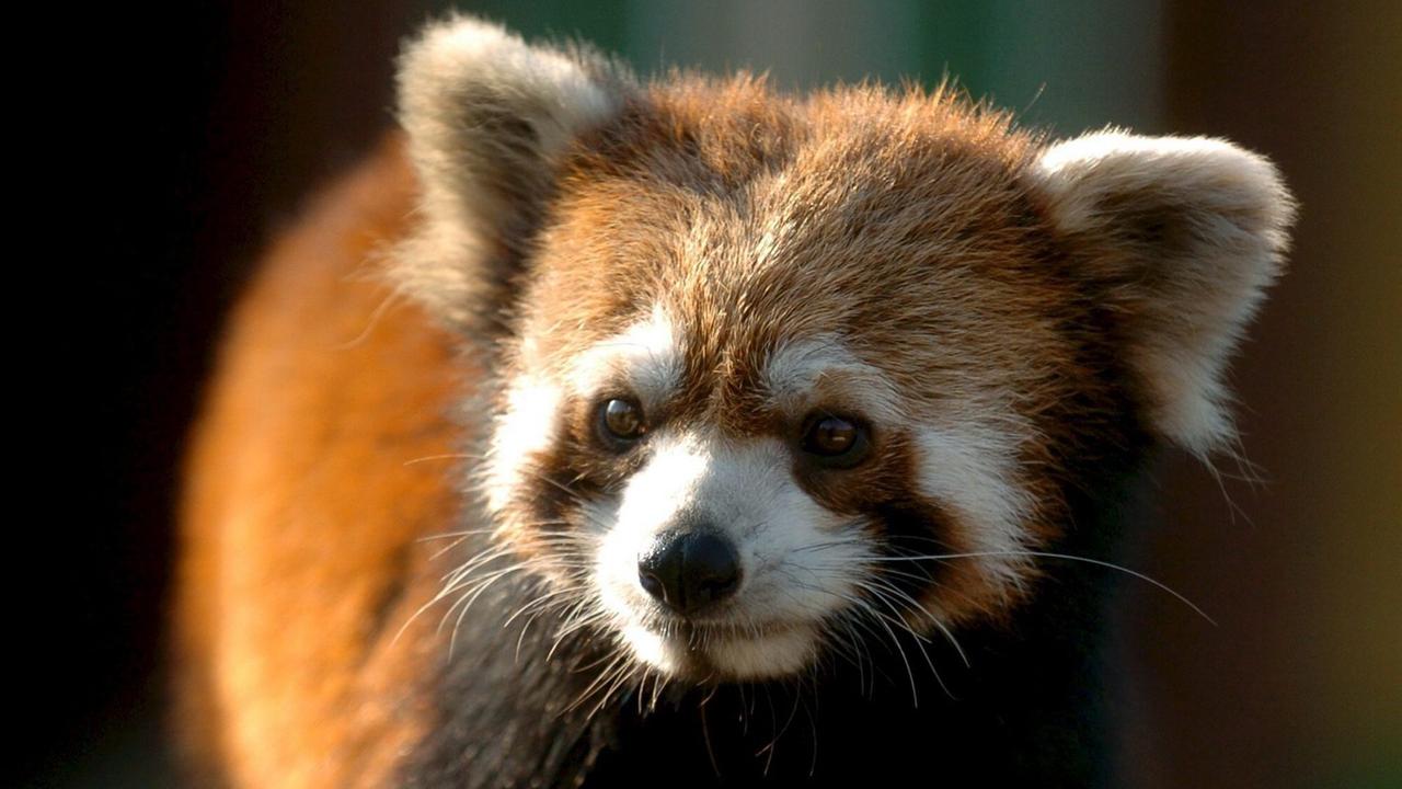 Le panda roux est menacé par la déforestation et d'autres activités humaines. [Keystone/EPA - Cezardo de Luca]