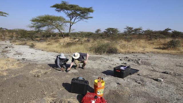 Des paléontologues travaillent sur un site en Tanzanie. [AP - Shirley Rubin]