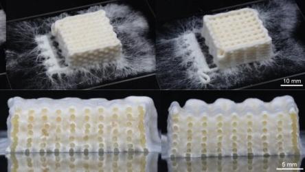 Une peau auto-régénératrice pour les robots réalisée à l'aide de champignons [ETH Zürich - Complex Materials, Department of Materials,]