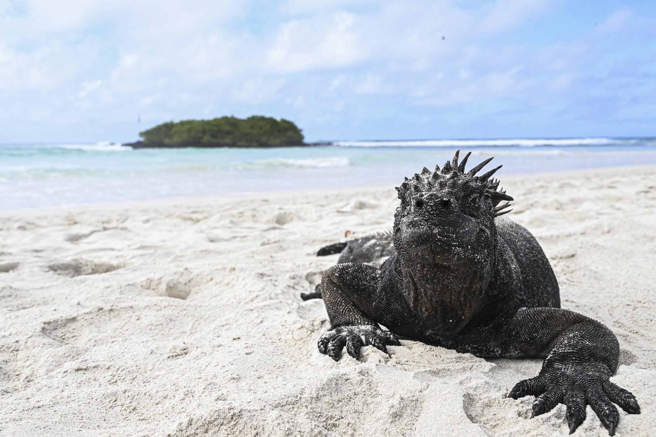 Un iguane marin sur le sable de l'île de Santa Cruz, située à 1000 km au large de l'Equateur. Il s'agit de l'une des espèces menacées par l'augmentation de la température à la surface des océans associée à El Niño. [AFP - ERNESTO BENAVIDES]
