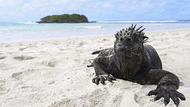 Un iguane marin sur le sable de l'île de Santa Cruz, située à 1000 km au large de l'Equateur. Il s'agit de l'une des espèces menacées par l'augmentation de la température à la surface des océans associée à El Niño. [AFP - ERNESTO BENAVIDES]