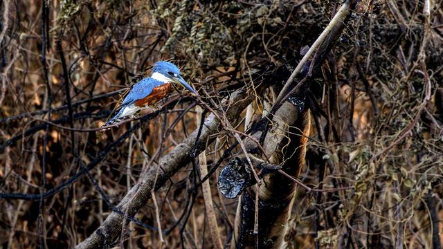 Un martin-pêcheur posé sur la branche d'un arbre brûlé par les incendies dans la zone humide du Pantanal, dans l'Etat du Mato Grosso, au Brésil, le 11 novembre 2023. [AFP - Rogerio Florentino]