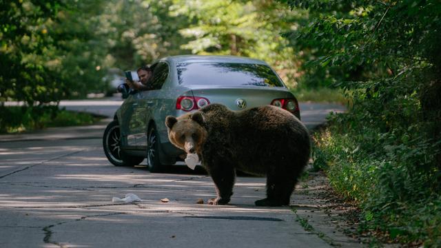 Un ours mange un sandwich jeté par un automobiliste alors qu'un autre conducteur le filme avec son téléphone portable. [AFP - Andrei Pungovschi]