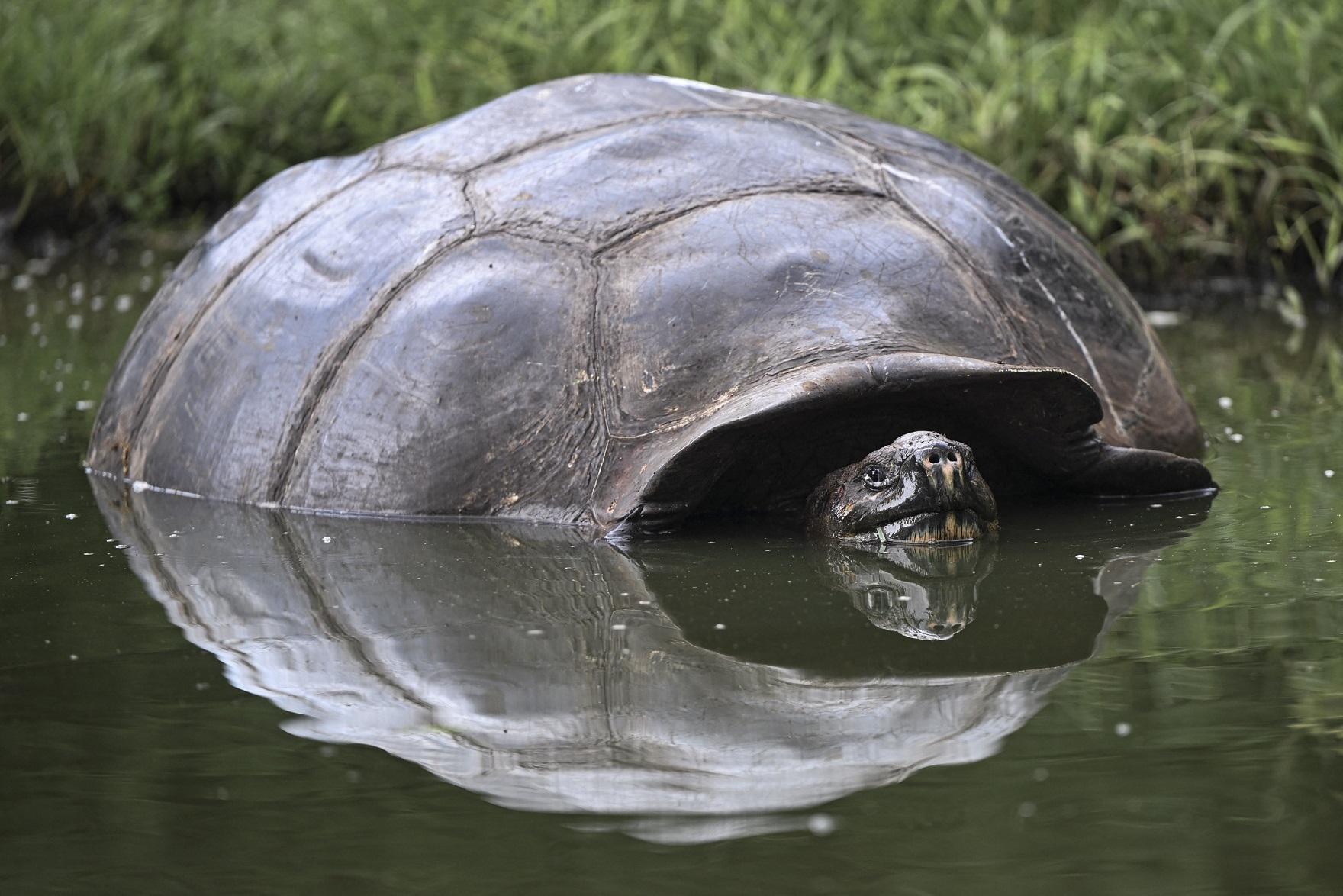 Les fortes pluies pourraient affecter les populations de tortues, comme cette torture géante des Galapagos, car leurs nids seraient inondés [AFP - ERNESTO BENAVIDES]
