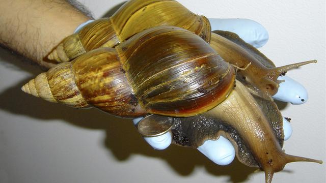 Popularisé par les réseaux sociaux, l’escargot terrestre géant (Lissachatina fulica) n'est pourtant pas sans risque pour la santé, selon une étude de l'Université de Lausanne (UNIL). [Keystone/AP - Scott Burton]