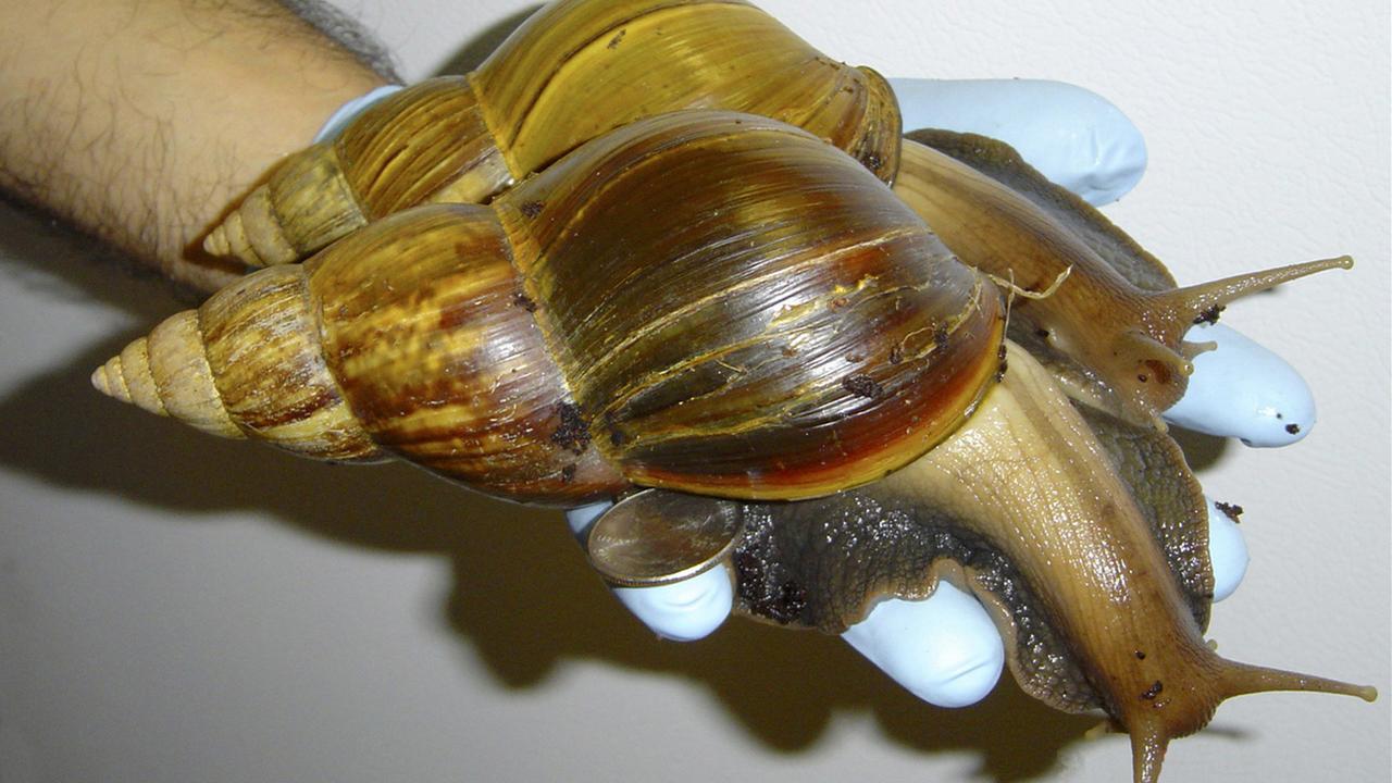 Popularisé par les réseaux sociaux, l’escargot terrestre géant (Lissachatina fulica) n'est pourtant pas sans risque pour la santé, selon une étude de l'Université de Lausanne (UNIL). [Keystone/AP - Scott Burton]