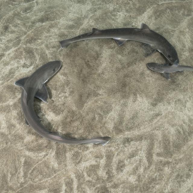 Des requins de l'espèce "Mustelus mustelus" (ou requin-lévrier) aux îles Canaries. [Biosphoto via AFP - SERGIO HANQUET]