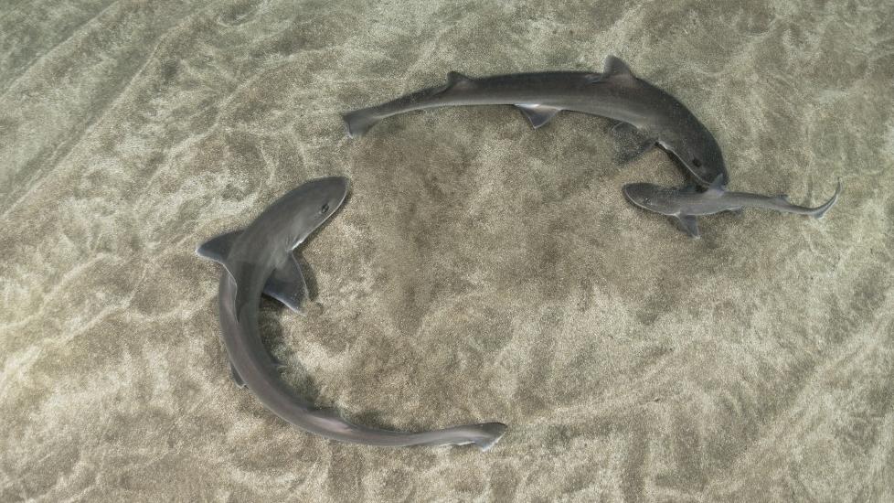 Des requins de l'espèce "Mustelus mustelus" (ou requin-lévrier) aux îles Canaries. [Biosphoto via AFP - SERGIO HANQUET]