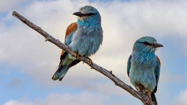 Un couple de rolliers d'Europe photographié en Roumanie (image d'illustration). [Biosphoto via AFP - ANDRE SIMON]