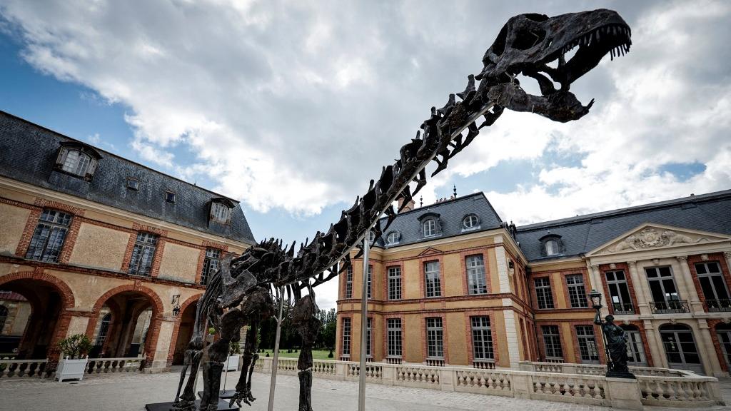 "Vulcain", long de plus de 20 mètres, est le plus grand dinosaure jamais mis aux enchères, pour un prix estimé entre 3 et 5 millions d'euros. [AFP - STEPHANE DE SAKUTIN]