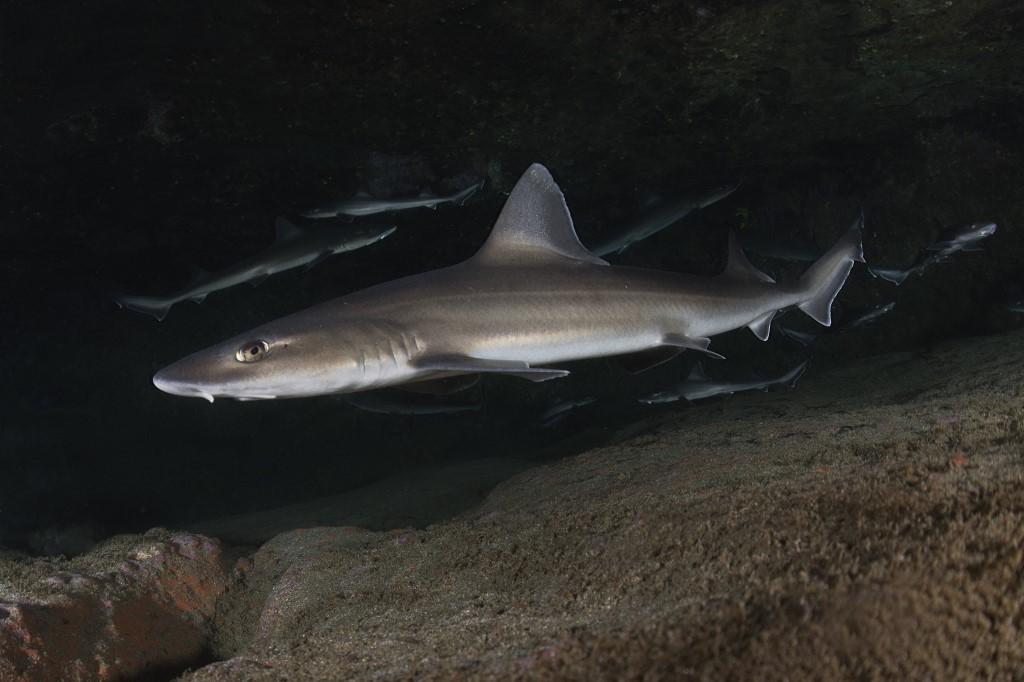 Un requin-lévrier pris en photo aux îles Canaries. [Biosphoto via AFP - SERGIO HANQUET]