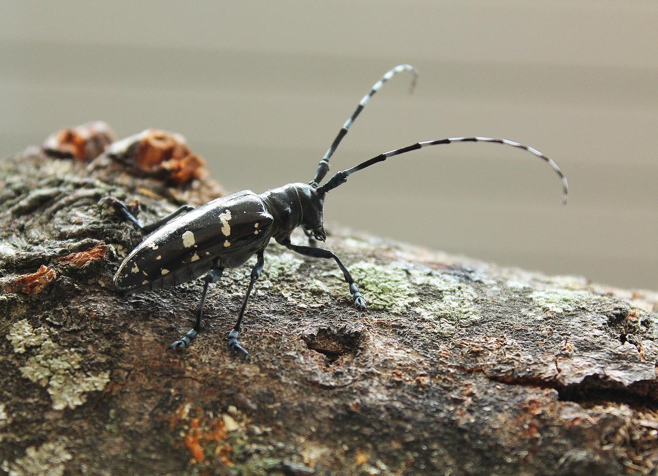 Le longicorne asiatique, considéré comme un organisme nuisible en Suisse, peut infester de nombreuses espèces d'arbres feuillus. [WSL - Reinhard Lässig]