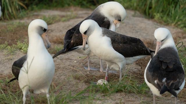 Une photo de l'albatros Wisdom sur le point de couver son oeuf, postée par le U.S. Fish and Wildlife Service (USFWS) sur son compte Facebook. [USFWS - DAN RAPP]