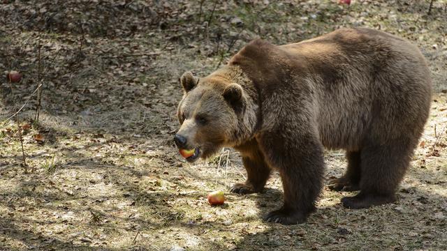 Les autorités font un geste financier pour les ours et les loups, mais pas pour les renards. [Keystone - Jean-Christophe Bott]